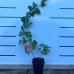 Malinočernica (Rubus fruticosus) ´BUCKINGHAM TAYBERRY´ - výška 30-50 cm, kont. C1L